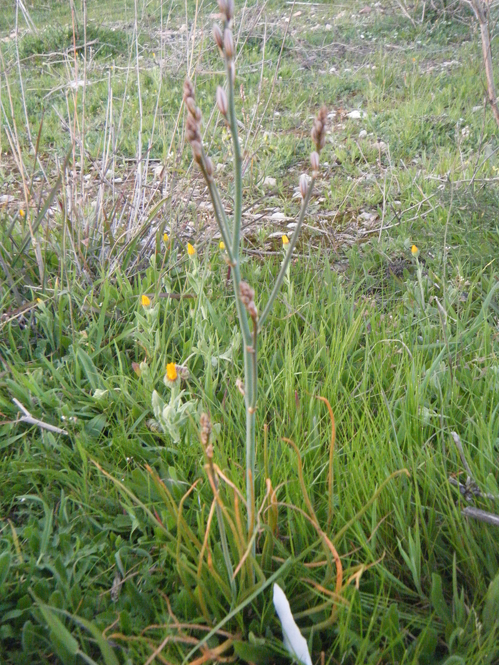 Asphodelus fistulosus (porrasina)